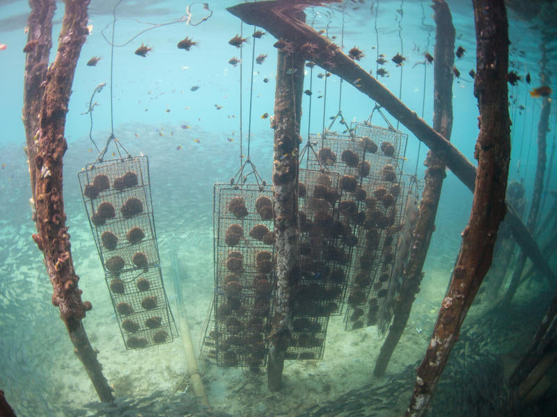 Pearls of Wisdom  Smithsonian Ocean